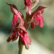 Orchis sancta