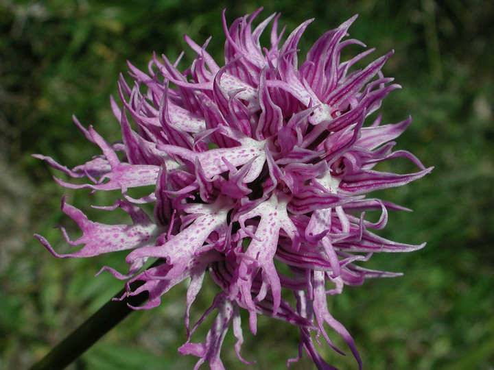 Orchis italica