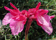 Orchis papilionacea