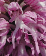 Orchis italica