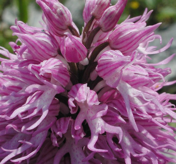 Orchis italica