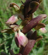Orchis collina