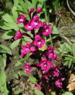 Orchis quadripunctata