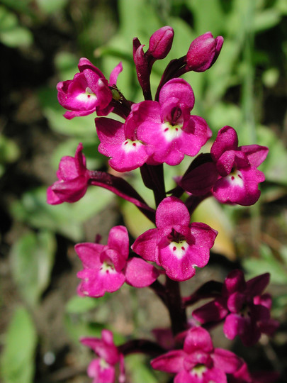 Orchis quadripunctata