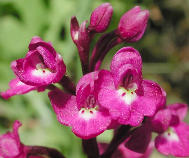 Orchis quadripunctata