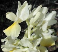 Orchis pauciflora