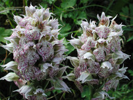 Orchis lactea