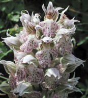 Orchis lactea