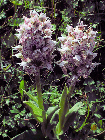 Orchis lactea