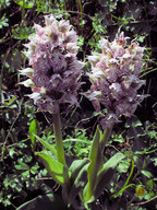 Orchis lactea