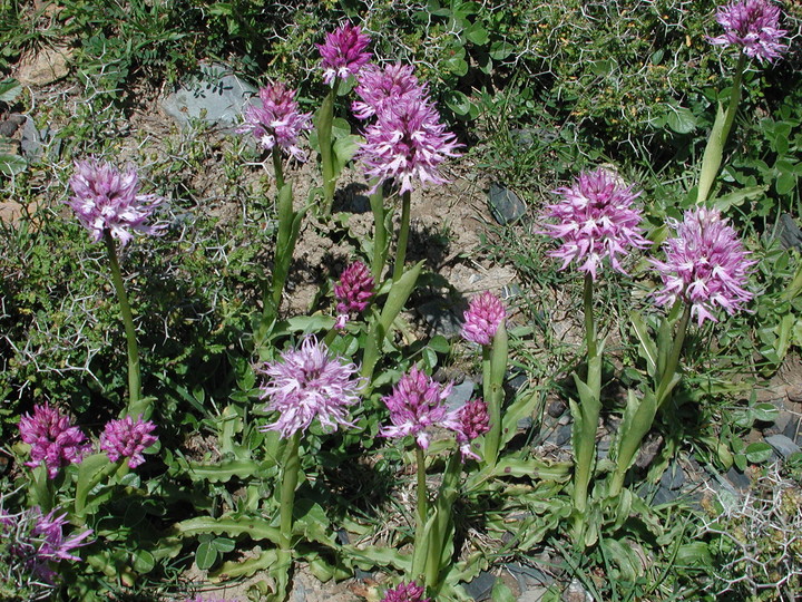 Orchis italica