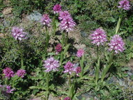 Orchis italica