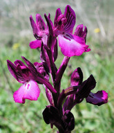 Orchis boryi