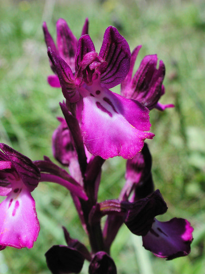 Orchis boryi