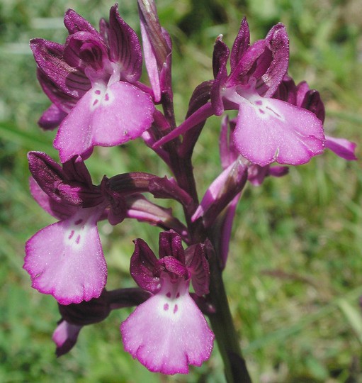 Orchis boryi