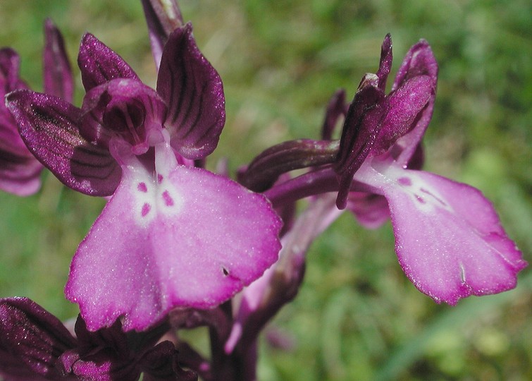 Orchis boryi