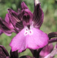 Orchis boryi