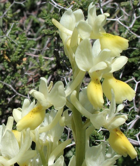 Orchis pauciflora