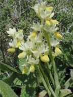 Orchis pauciflora