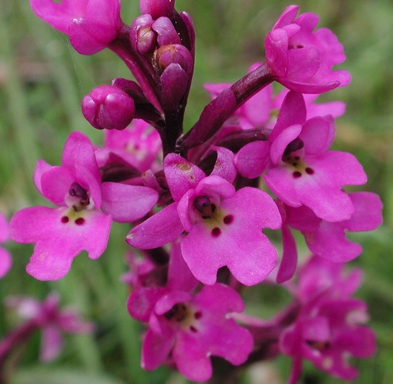 Orchis quadripunctata