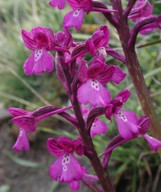 Orchis boryi