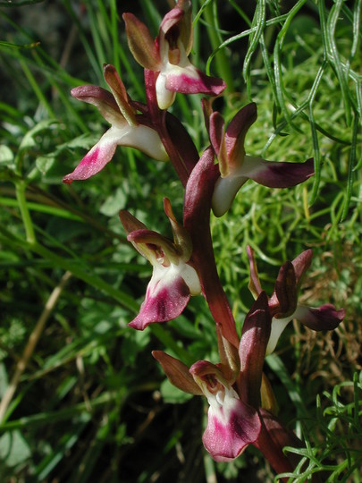 Orchis collina