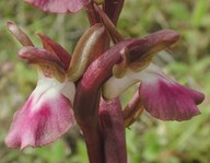 Orchis collina