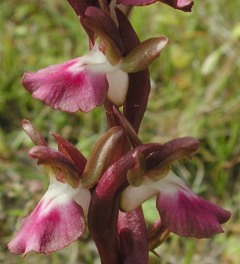 Orchis collina