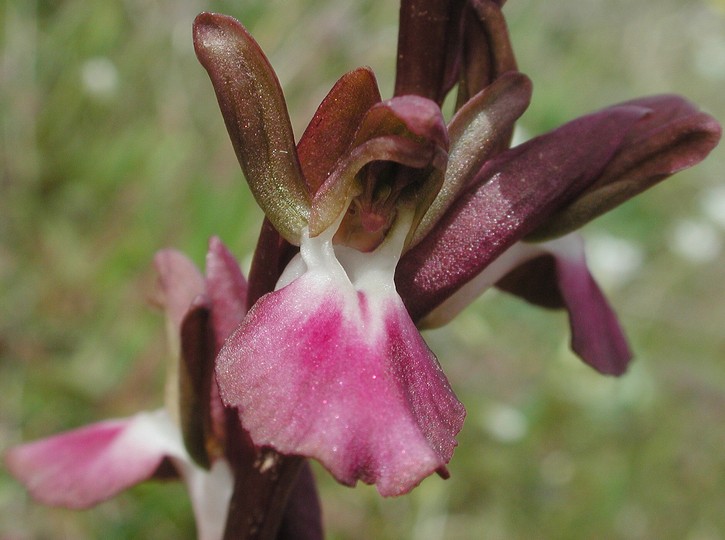 Orchis collina