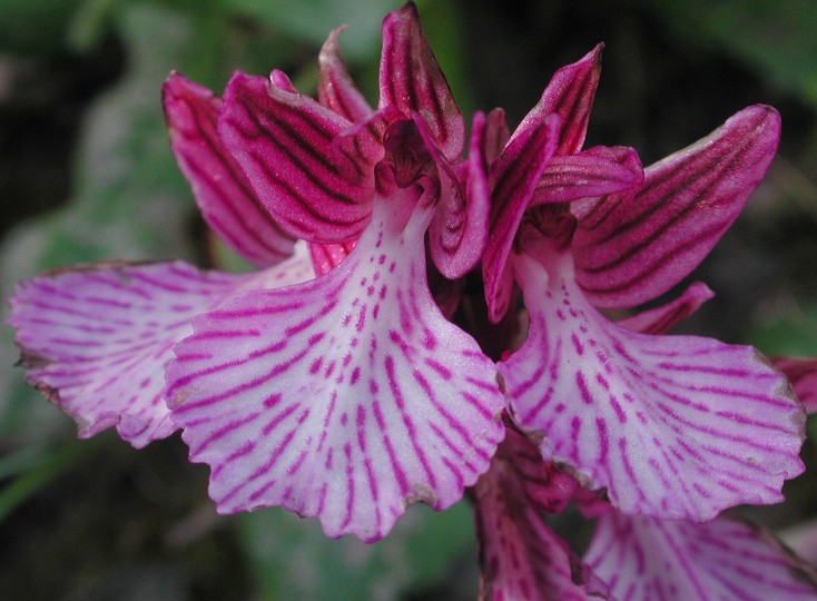 Orchis papilionacea