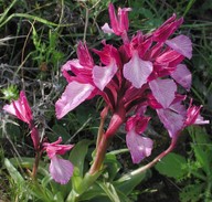 Orchis papilionacea