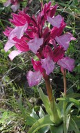 Orchis papilionacea