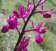 Orchis laxiflora