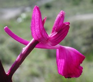 Orchis laxiflora