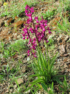 Orchis laxiflora