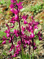 Orchis laxiflora