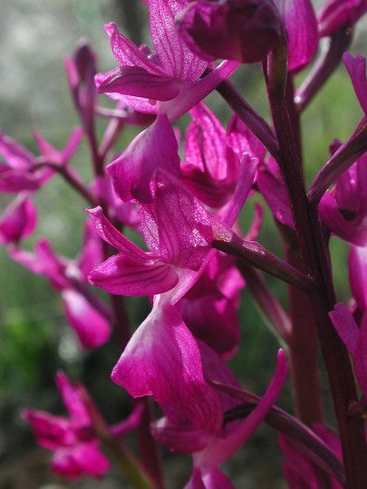 Orchis laxiflora