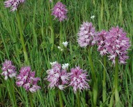 Orchis italica