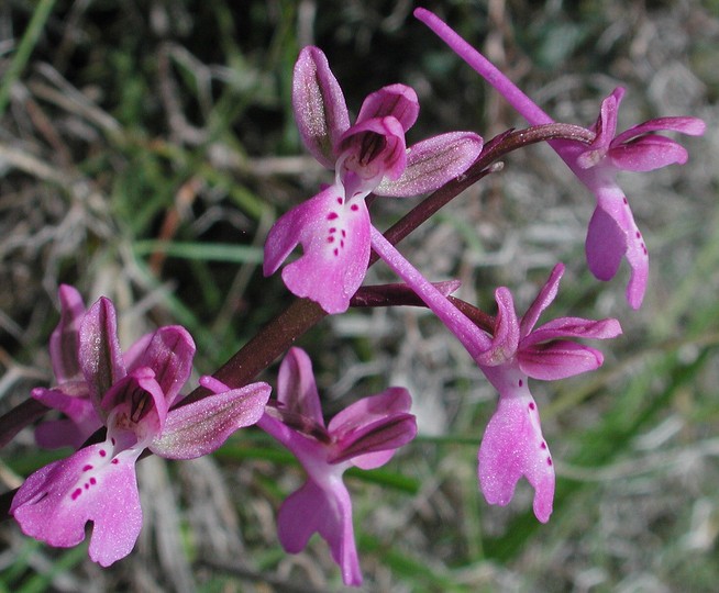 Orchis anatolica