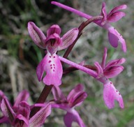 Orchis anatolica