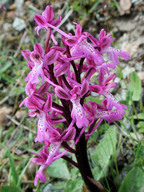 Orchis anatolica