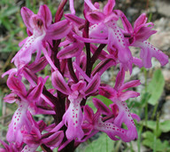 Orchis anatolica