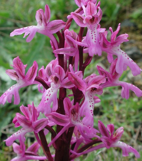 Orchis anatolica