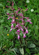 Orchis anatolica