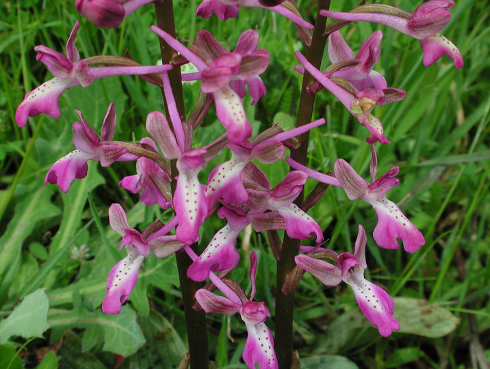 Orchis anatolica