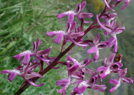 Orchis anatolica