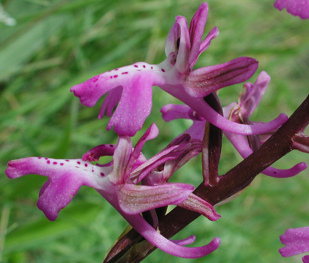 Orchis anatolica