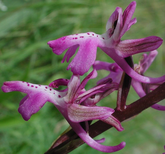 Orchis anatolica