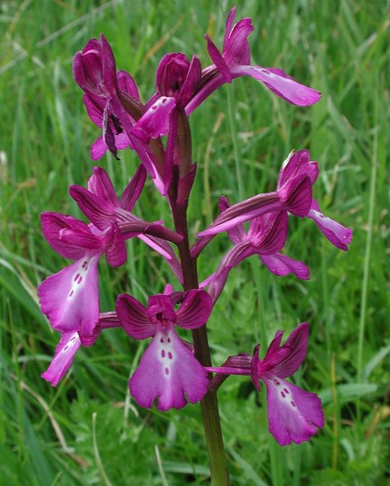 Orchis boryi