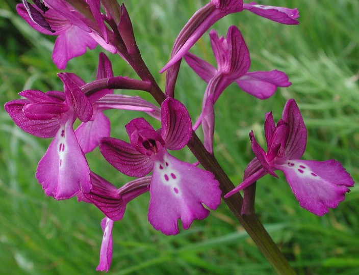 Orchis boryi